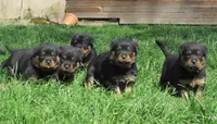 Vom Hause Cervo - Rottweiler