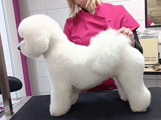 Chic Os Toilettage