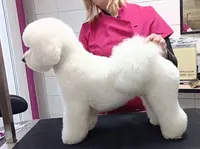 Chic Os Toilettage