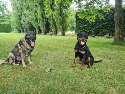 Élevage de Rottweilers de la Vallée des Glaciers