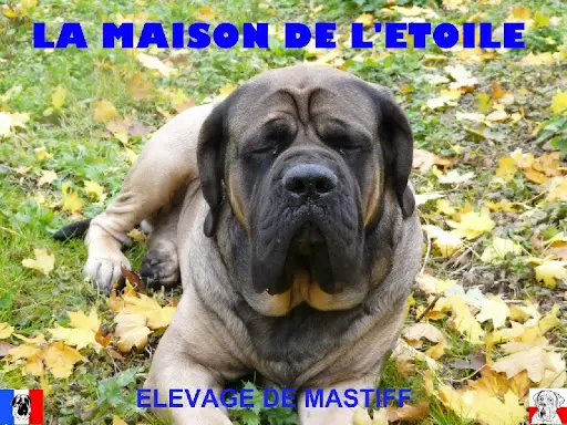 De la Maison de l'Etoile