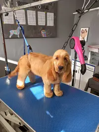 Un Ami Pour la Vie