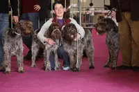 Elevage Canin des Etangs d'Assat Vente de Chiots Griffon Korthals