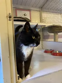 À l'Orée du Bois - Pension Pour Chats
