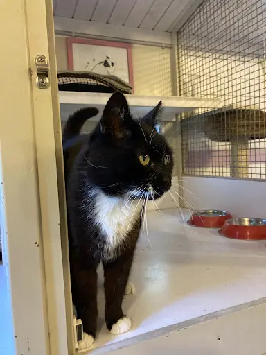 À l'Orée du Bois - Pension Pour Chats