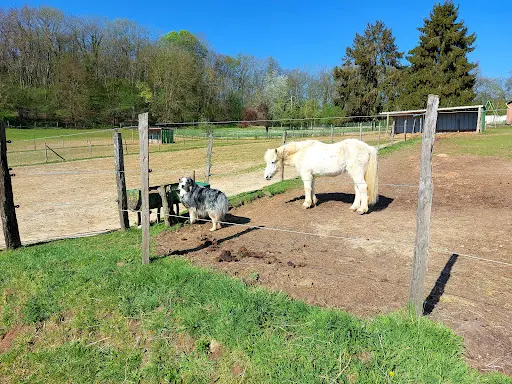 Haras de Fontaineliveau