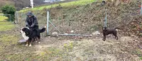 Entente Canine Etrembieres