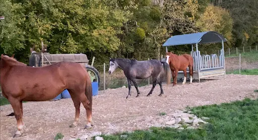 Ecuries des Marais Earl