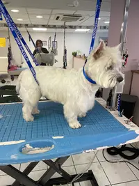 Flair Allure le Salon de Loulou - Toiletteur Chien Chat et Nac