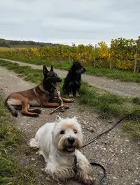 Cactus Dog