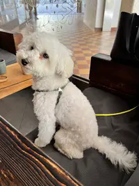 Rêve de Chien