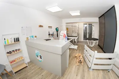 Bulle & Dog Toilettage
