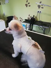 Dogs And Co Toilettage