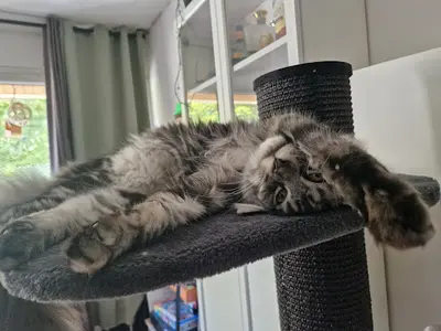 Chatterie Maine Coon Clejo Bianco
