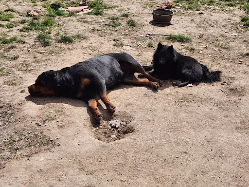 Aud Laureau, Éleveuse de Schipperkes, Bb Malinois, Rottweiler et Bergers Australiens et Éducatrice Comportementaliste Canin