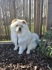 Doggymousse