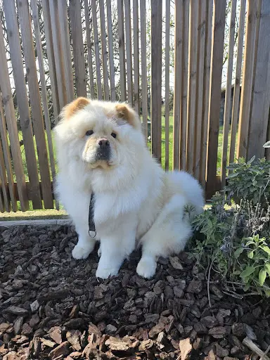 Doggymousse