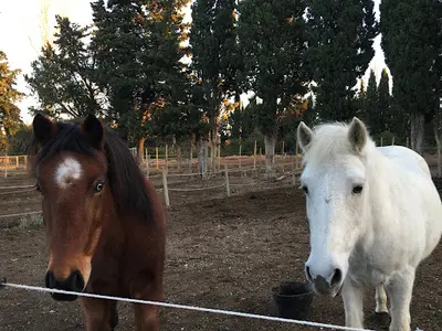 Centre Equestre d'Eygalières