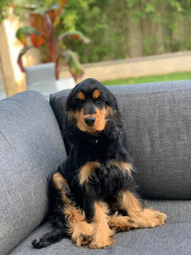 La Constellation d'Heelou / Elevage Canin de Cocker Spaniel Anglais