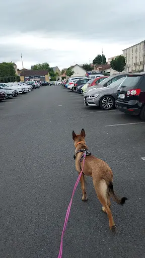 Psycho Truffe - Éducation et Comportement Canin