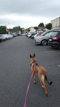 Psycho Truffe - Éducation et Comportement Canin