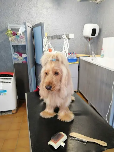 Beauté Canine