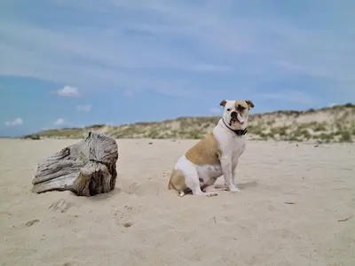 Faunéa - Éducateur Comportementaliste Canin et Félin À Bordeaux