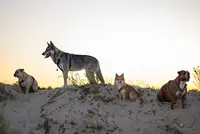 Ka Educk - Éducation, Rééducation & Bienveillance Autour du Chien.