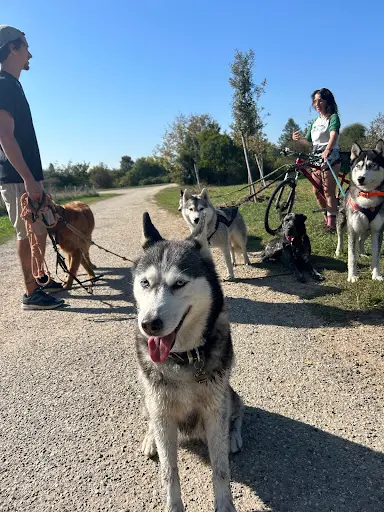 Walking Dogs - Bordeaux