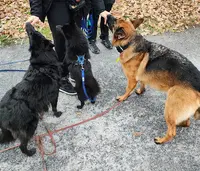 De l'Humain au Chien