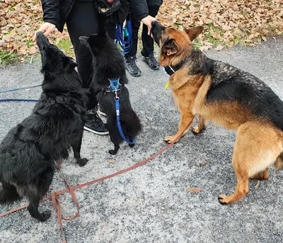 De l'Humain au Chien