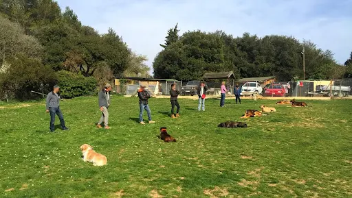 Éducation Canine de la Rose des Vents