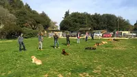 Éducation Canine de la Rose des Vents