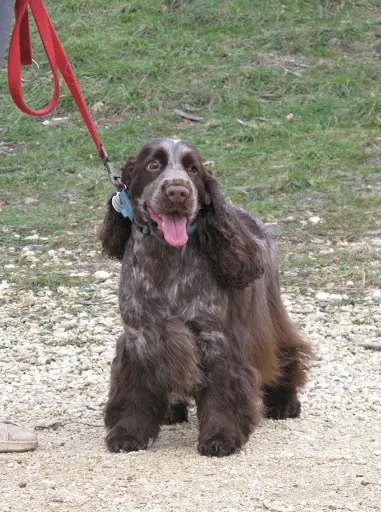 La Rivière d'Opale - Elevage & Pension Canine