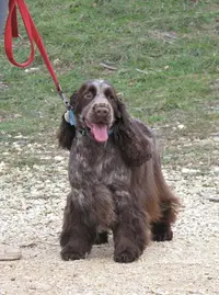 La Rivière d'Opale - Elevage & Pension Canine