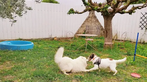Aloha Dogs