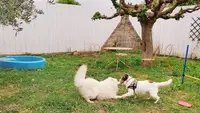 Aloha Dogs