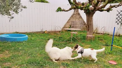 Aloha Dogs