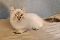 Harrisson Bears Chatterie Élevage Nord Hauts-de-france de British Ragdoll