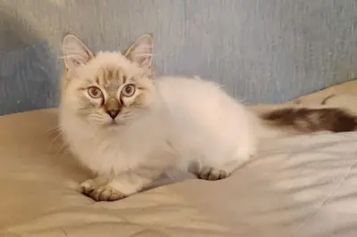 Harrisson Bears Chatterie Élevage Nord Hauts-de-france de British Ragdoll