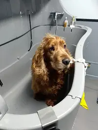 O Bo Toutou