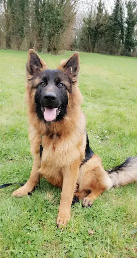 Éducateur Canin Respecdogs Falaise