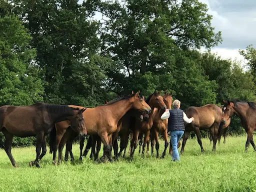 Haras de la Cour Bonnet