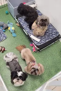 Au Bonheur du Chien Chez Laëtitia Falck