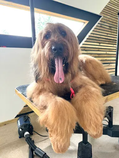 Doggy Coiff