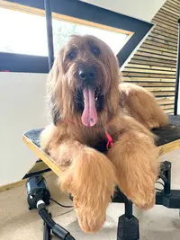 Doggy Coiff