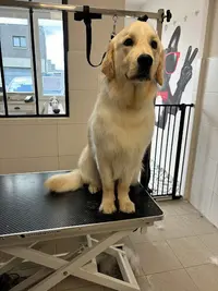 Lovely Dogs