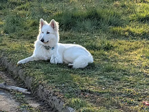 Elevage Berger Blanc Suisse Of White Swan