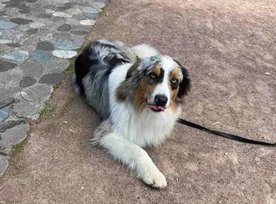 Educateur Canin Respectdogs Honfleur Pont-audemer