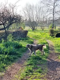 Debbie et les Chiens